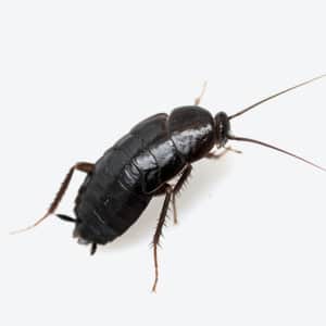blatta-orientalis