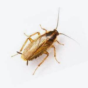 blatta germanica
