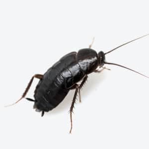 blatta-orientalis